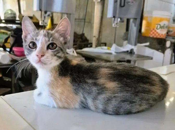 Gata tricolor, 3 meses(ler descrição)