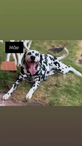 Filhotes de Dálmata