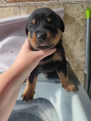 Rottweiler