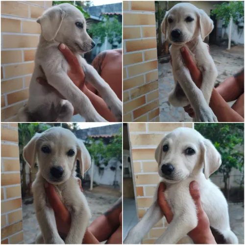 Filhotes de Labrador Retriever