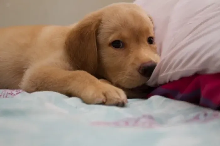 Doa-se cachorro 
