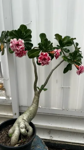 Rosa do deserto adulta hiperflorifera