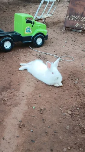 Vendo lindos coelhos