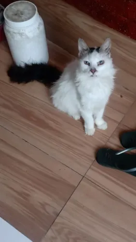 Doação de uma gatinha