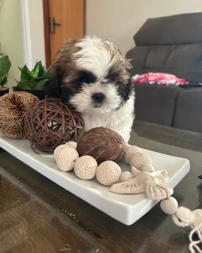 Filhotes de Shih tzu