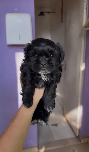 Shih tzu mini macho preto (cor rara)