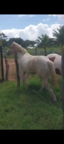 Potro Paint horse 