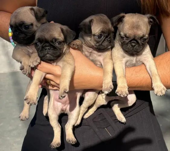 Filhotes de pug