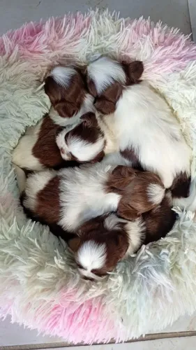 Filhote de shihtzu