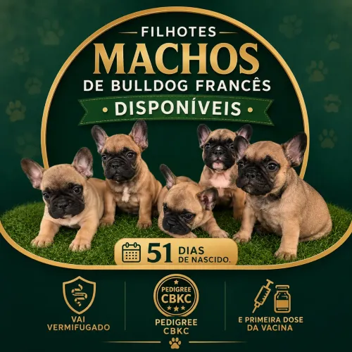 Bulldog Francês