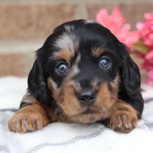 Dachshund Arlequim Pelo longo | Filhotes Vacinado- Com valor imperdível