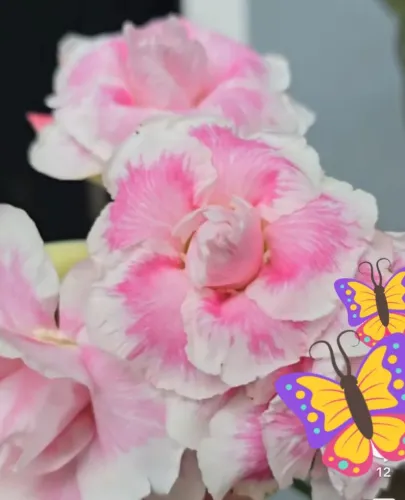 Rosa do deserto $120