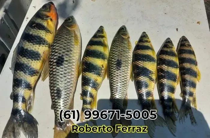 Chácara Padre Bernardo topografia excelente ,