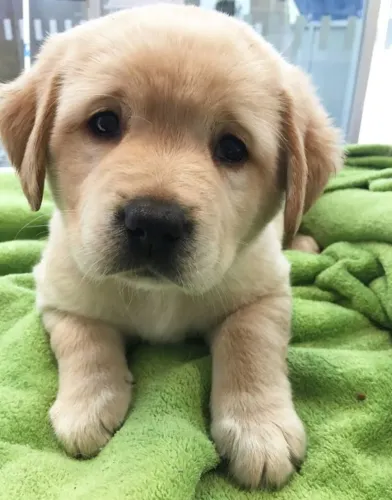 Labrador Afeto que se espalha sem pressa