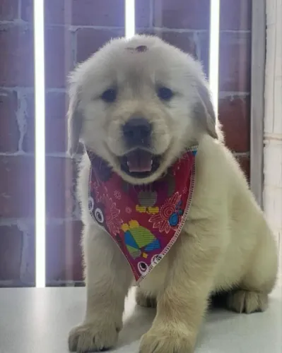 Golden Retriever de excelente padrão