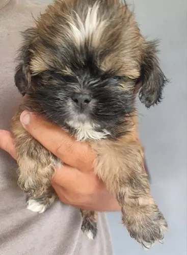 VENDO SHIH TZU MACHO