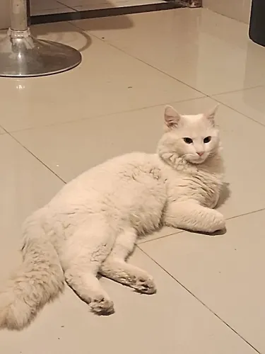 Doação gato branco