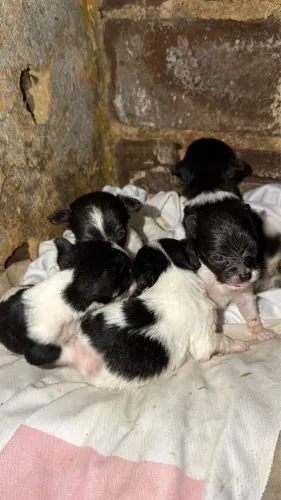 Filhote de cachorro Lulu da pomerania com pinscher 