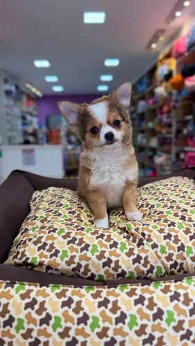 CHIHUAHUA MACHO