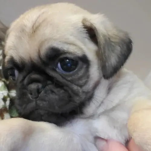 Filhotes de Pug | O amor é peludo!
