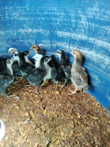 Pintos GSB de padrão top de genética de qualidade balão sertanejo 