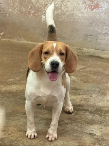 Beagle inglês plantel