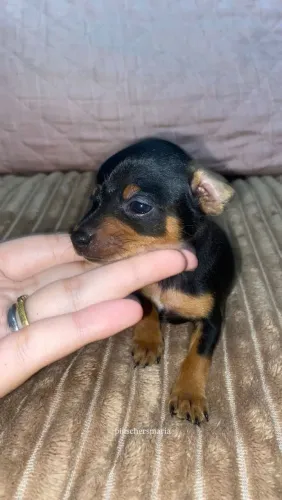 Pinscher 0