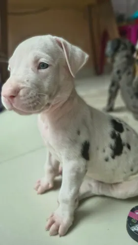 Dogue alemão 