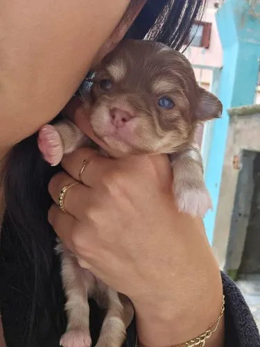 Filhotes Chihuahuas Macho