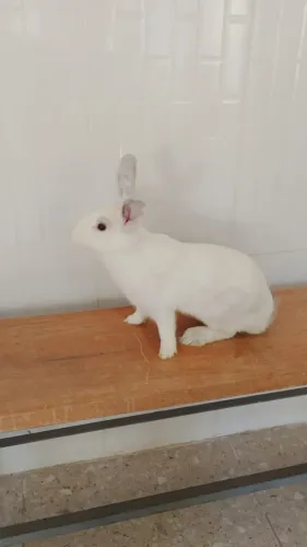 Coelhos (adultos e filhotes)