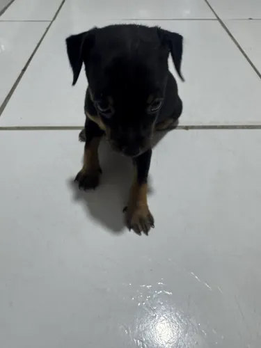 Cachorro Pinscher 