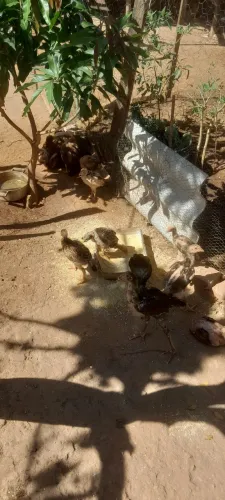 Vende si galinhas 
