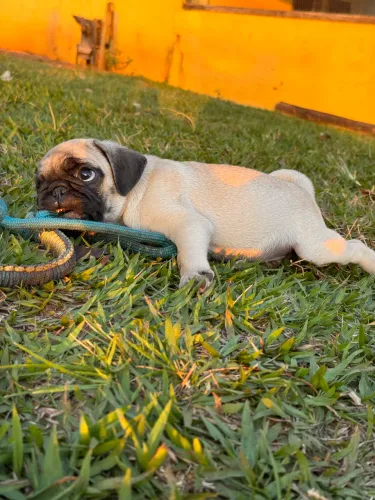 Vendo filhote Pug Fêmea