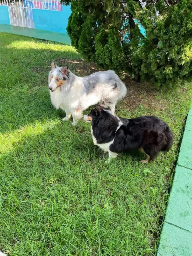Pastor de shetland fêmea matriz com pedigree CBKC
