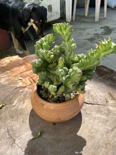 Euphorbia candelabro raro monstro