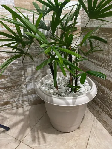 Planta com vaso