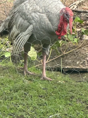 PERU MAMUTE