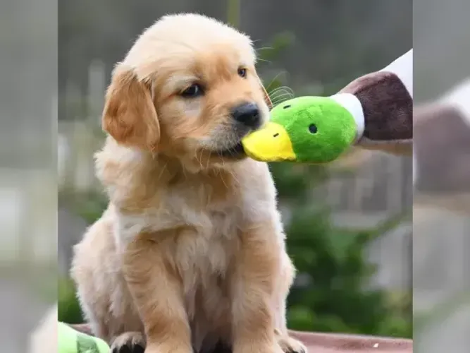 Neném Golden Retriever fofos, alegres e saudáveis