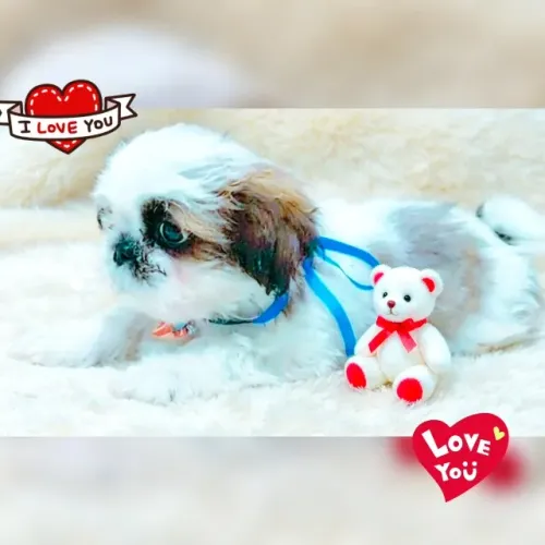 Lindíssimo filhote de Shih tzu macho.
