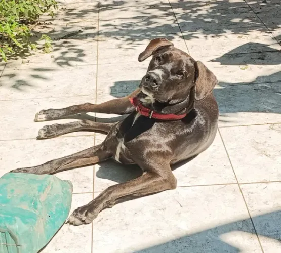 Doação responsável da Bella (cachorra porte M)