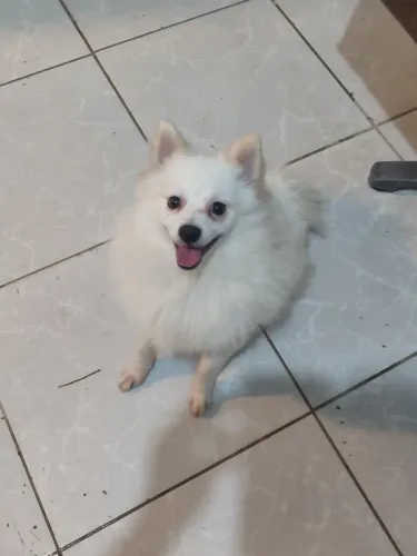 Spitz Alemão Médio