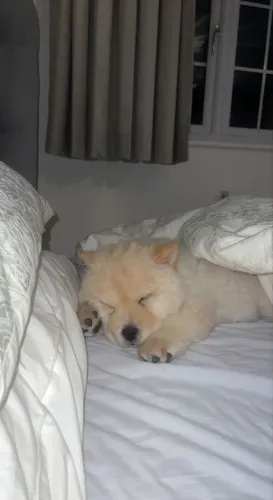 Filhotes de Chow Chow | Amor em cada patinha.