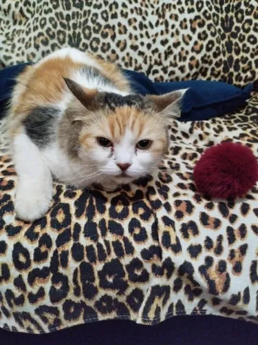 Gata persa mestiça