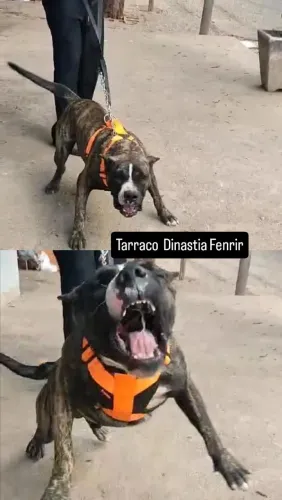 Filhotes de PRESA CANARIO 