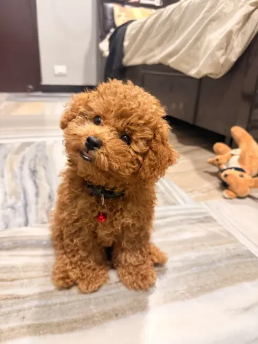 Estou doando esse cachorro
