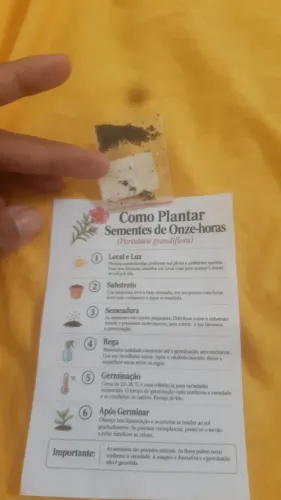 100 sementes de Onze Horas