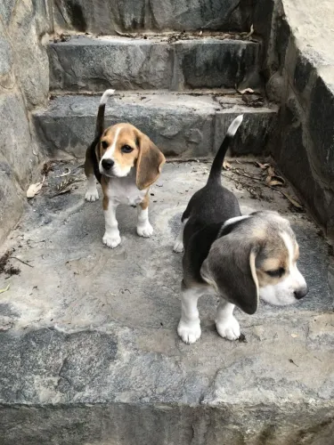 Beagle Faça sua reserva antecipada