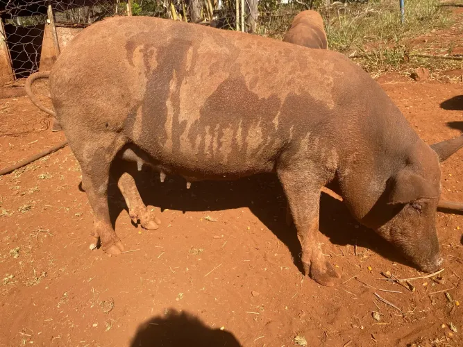 Porca caipira