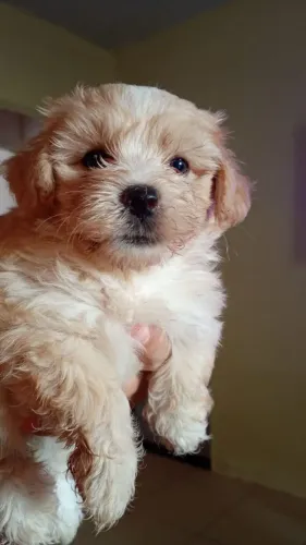 Cachorrinhos Shitzu 