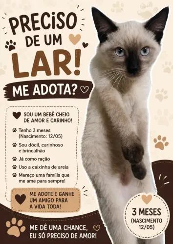 Adote um gatinho! Preciso de um lar, urgente!